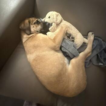 Emma -  German Shepherd Dog and Labrador Retriever Dog for Adoption in Liverpool, Texas - Emma | PetCurious