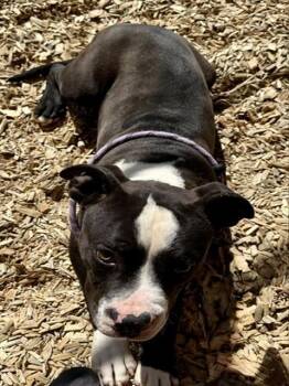Pit Bull Terrier and Mixed Breed Dogs Available for Adoption in Albuquerque, New Mexico - COMET | PetCurious