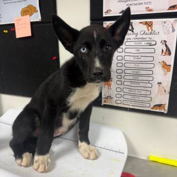 pluto -  Husky and Cattle Dog Dog for Adoption in Parrish, Alabama - Pluto | PetCurious
