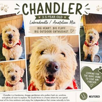 Chandler -  Standard Poodle and Yellow Labrador Retriever Dog for Adoption in Springboro, Ohio - Chandler | PetCurious