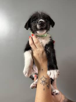 Mixed Breed Dogs Available for Adoption in Myrtle Beach, South Carolina - Boone | PetCurious