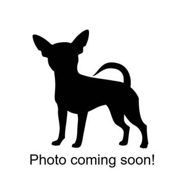 Rick -  Chihuahua and Mixed Breed Dog for Adoption in Woodinville, Washington - Rick | PetCurious
