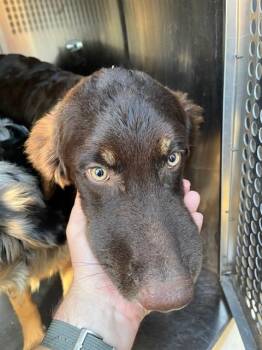 A480615 -  Australian Shepherd Dog for Adoption in Oklahoma City, Oklahoma - A480615 | PetCurious