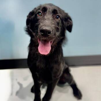 Chuck -  Mixed Breed Dog for Adoption in Portland, Oregon - Chuck | PetCurious