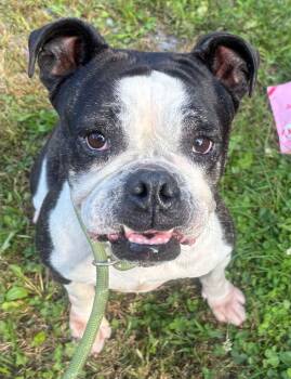 Ella -  American Bulldog Dog for Adoption in Howes Cave, New York - Ella | PetCurious