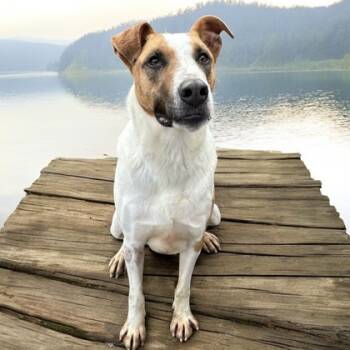 Rescue Terrier and Mixed Breed Dogs for Adoption in Cumberland, Maryland - Dexter | PetCurious
