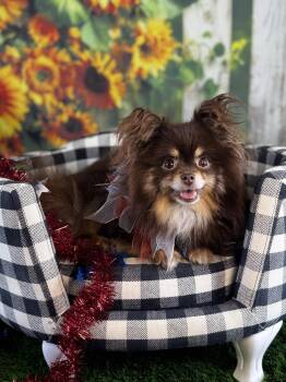 Penne -  Pomeranian Dog for Adoption in Garland, Texas - Penne | PetCurious