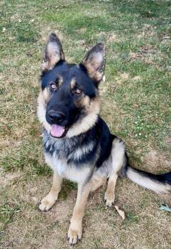 German Shepherd Dog Dogs Available for Adoption - Koda | PetCurious