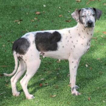 Winks 6939 -  Shepherd and Mixed Breed Dog for Adoption in Loxahatchee Groves, Florida - Winks 6939 | PetCurious