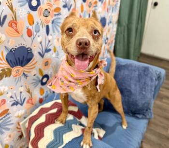Pit Bull Terrier Dogs Available for Adoption in Friendswood, Texas - Roxie Bebe The Teeny Tiny Sweetie | PetCurious