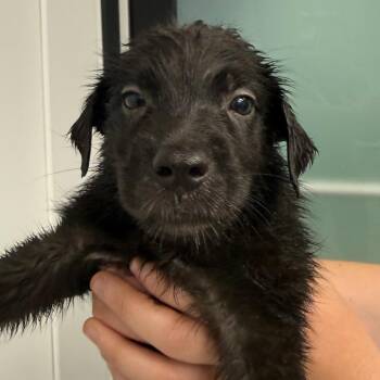 Beth -  Labrador Retriever and German Shepherd Dog Dog for Adoption in Abilene, Texas - Beth | PetCurious