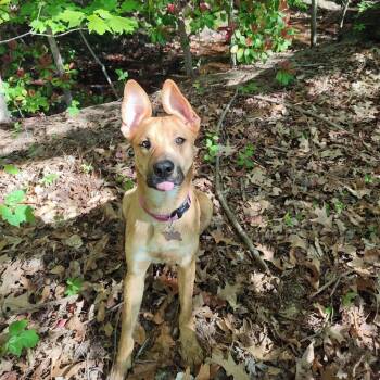 German Shepherd Dog and Pit Bull Terrier Dogs Available for Adoption in Roanoke, Virginia - Millie | PetCurious