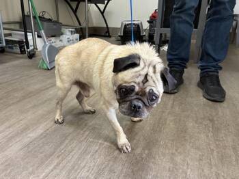 Pug Dogs Available for Adoption - CHAMPION BLUE | PetCurious