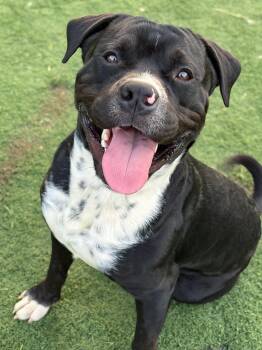 Noah -  Pit Bull Terrier Dog for Adoption in Anderson, Indiana - Noah | PetCurious