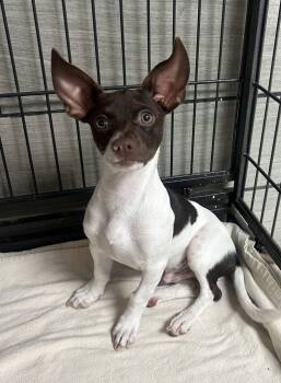 Sylvester -  Rat Terrier and Chihuahua Dog for Adoption - Sylvester | PetCurious