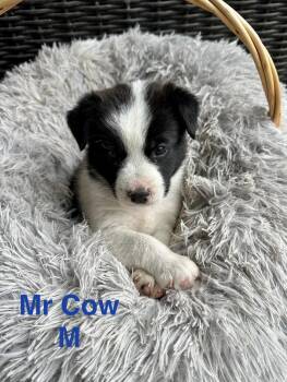 Terrier Dogs Available for Adoption in Ocean Township, New Jersey - Mr. Cow | PetCurious