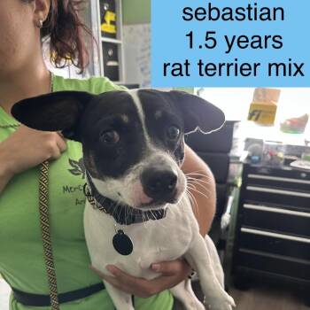 Sebastian -  Rat Terrier and None Dog for Adoption in Tampa, Florida - Sebastian | PetCurious