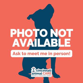Layla -  Mixed Breed Dog for Adoption in Cincinnati, Ohio - Layla | PetCurious