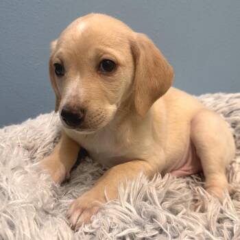 Chopper -  Labrador Retriever and Mixed Breed Dog for Adoption in Park City, Utah - Chopper | PetCurious