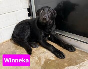 Rescue Black Labrador Retriever and German Shepherd Dog Dogs for Adoption in Woolwich, Maine - Winneka | PetCurious