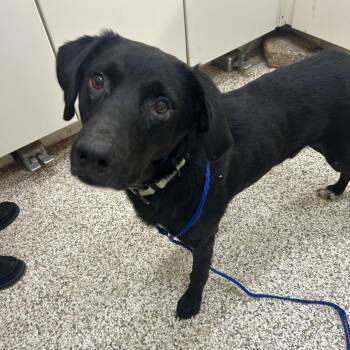 Bart -  Mixed Breed Dog for Adoption in Auburn, Alabama - Bart | PetCurious