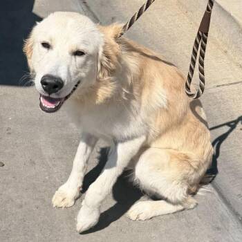 Timothy -  Golden Retriever and Mixed Breed Dog for Adoption in Rockville, Maryland - Timothy | PetCurious