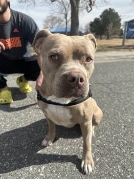 Pit Bull Terrier Dogs Available for Adoption - Sweetie Pie | PetCurious