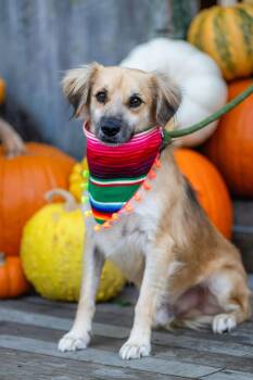 Spaniel Dogs Available for Adoption in Santa Rosa, California - Enzo | PetCurious