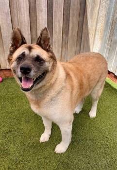 Blue -  Akita and Mixed Breed Dog for Adoption in Eugene, Oregon - Blue | PetCurious