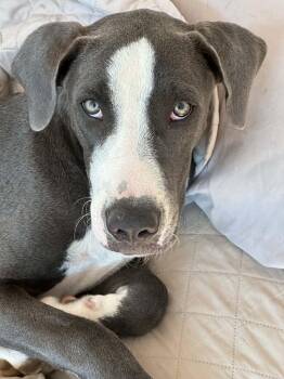 Buddy -  Great Dane Dog for Adoption in Andover, Massachusetts - Buddy | PetCurious