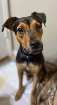 Rescue German Shepherd Dog and Shar Pei Dogs for Adoption in North Richland Hills, Texas - Cole | PetCurious