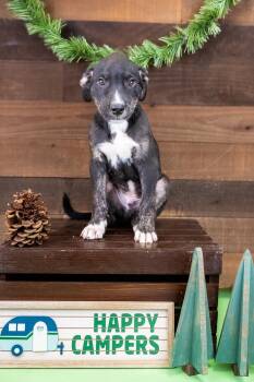 469-26 -  Pit Bull Terrier Dog for Adoption in Brighton, Colorado - 469-26 | PetCurious