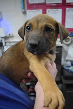 Peanut Butter (Uzi) (Cina P4) -  American Bulldog and Mixed Breed Dog for Adoption in Pahrump, Nevada - Peanut Butter (Uzi) (Cina P4) | PetCurious