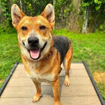 Shepherd and Mixed Breed Dogs Available for Adoption - Reagan | PetCurious