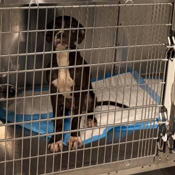 Haggie -  Boxer Dog for Adoption in Greensboro, North Carolina - Haggie | PetCurious