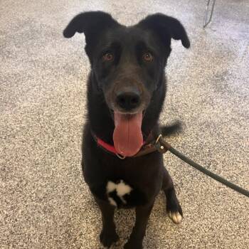 Prim -  Labrador Retriever and Mixed Breed Dog for Adoption in Hawthorne, California - Prim | PetCurious