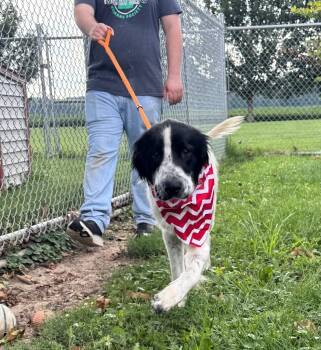 Rowan -  English Setter and Great Pyrenees Dog for Adoption in Effingham, Illinois - Rowan | PetCurious