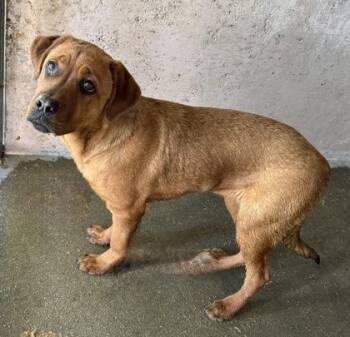 Cane Corso and Mixed Breed Dogs Available for Adoption - Precious | PetCurious