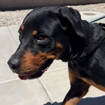 Ronda -  Rottweiler Dog for Adoption in Yuma, Arizona - Ronda | PetCurious