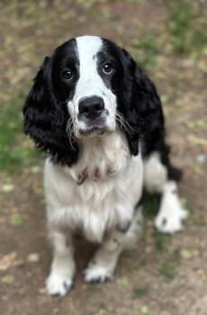 Jack -  English Springer Spaniel Dog for Adoption in Sandy Springs, Georgia - Jack | PetCurious