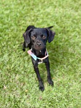 Rescue Terrier Dogs for Adoption in Milton, Florida - Salem | PetCurious