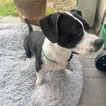 Hound and Catahoula Leopard Dog Dogs Available for Adoption in Corpus Christi, Texas - Bridge | PetCurious