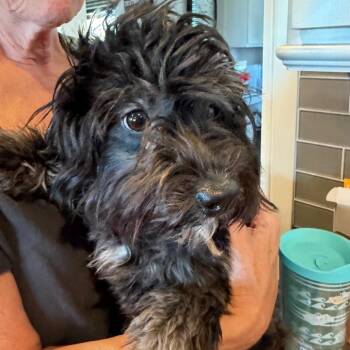 Nisha -  Havanese and Mixed Breed Dog for Adoption in Ennis, Texas - Nisha | PetCurious