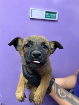 Belgian Shepherd Malinois and Mixed Breed Dogs Available for Adoption in El Paso, Texas - 60837301 | PetCurious