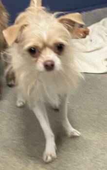 Shih Tzu Dogs Available for Adoption - Sammie 6 Months Ava 3/26 | PetCurious