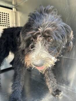 Rescue Retriever and Mixed Breed Dogs for Adoption in Fort Worth, Texas - 59439897 | PetCurious