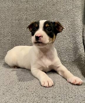 Jack Russell Terrier Dogs Available for Adoption - Leo | PetCurious