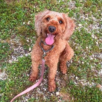 Lexi -  Poodle and Miniature Poodle Dog for Adoption in Quakertown, Pennsylvania - Lexi | PetCurious