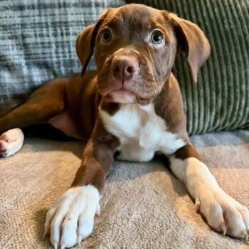 Cappuccino -  Mixed Breed Dog for Adoption in Yaphank, New York - Cappuccino | PetCurious