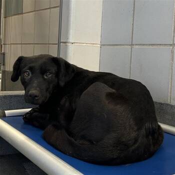 HOPE -  Labrador Retriever Dog for Adoption in San Antonio, Texas - HOPE | PetCurious
